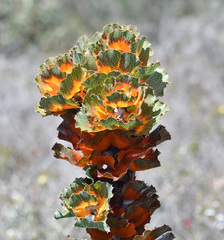 Hakea victoria