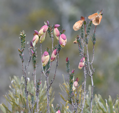 Pimelea physodes