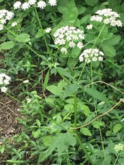 Aegopodium podagraria