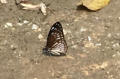 Graphium ramaceus pendleburyi
