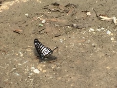 Graphium ramaceus pendleburyi