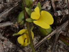 Gompholobium subulatum
