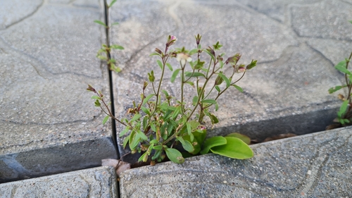 Chaenorhinum minus iNat (1)