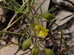 Gompholobium subulatum