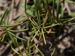 Gompholobium subulatum