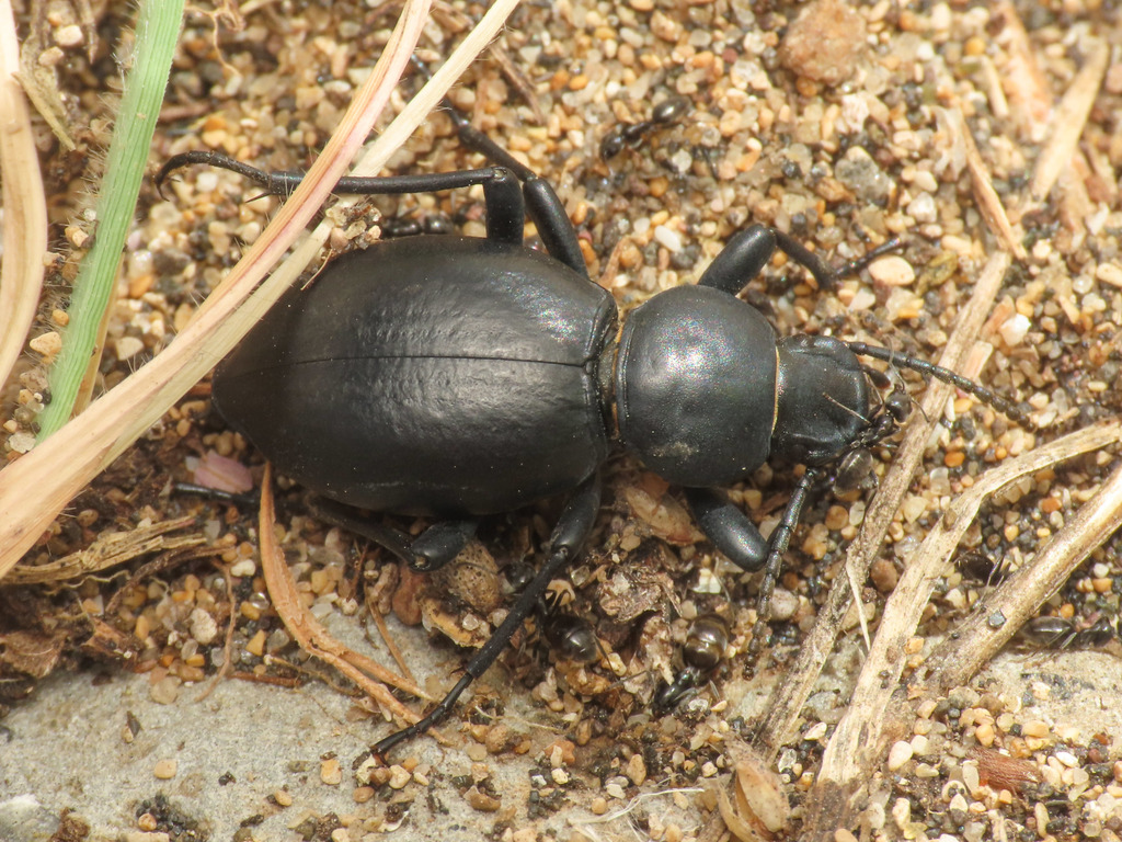 Tentyria grossa