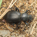 Tentyria grossa sardiniensis - Photo (c) Emanuele Santarelli, algunos derechos reservados (CC BY-SA), subido por Emanuele Santarelli