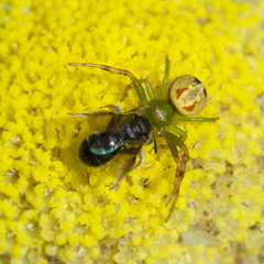 Australomisidia rosea