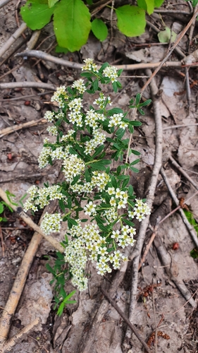 Scalloped spirea (Spiraea crenata)
