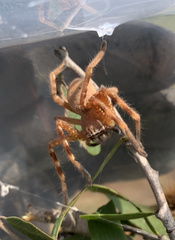 Neosparassus rutilus