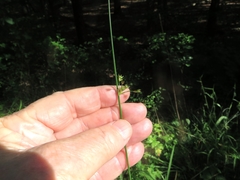 Juncus coriaceus