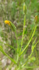 Tragopogon dasyrhynchus