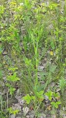 Tragopogon dasyrhynchus