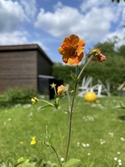 Geum coccineum