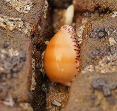 Notocypraea comptonii