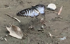 Graphium ramaceus pendleburyi