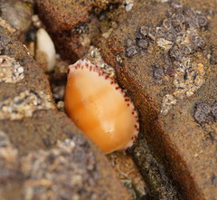 Notocypraea comptonii
