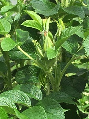 Episyrphus balteatus