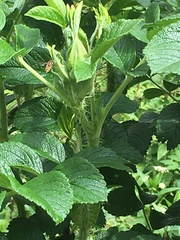 Episyrphus balteatus