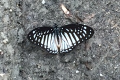 Graphium ramaceus pendleburyi