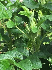 Episyrphus balteatus