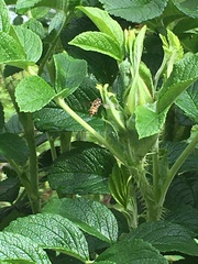 Episyrphus balteatus