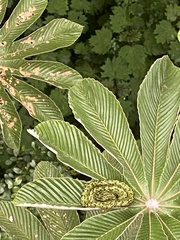 Bothriechis nigroviridis