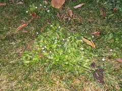 Bellis perennis
