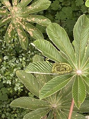 Bothriechis nigroviridis