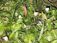 Bellis perennis