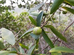 Capparis parvifolia