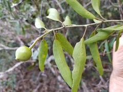 Capparis parvifolia