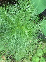 Tripleurospermum inodorum