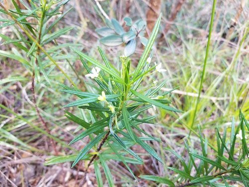 Zieria chevalieri · iNaturalist