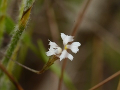 Goodenia armstrongiana