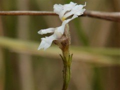 Goodenia armstrongiana