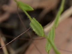 Goodenia armstrongiana