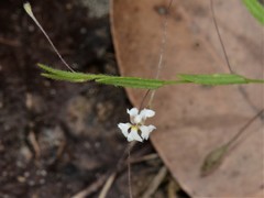Goodenia armstrongiana