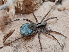 Acantholycosa lignaria