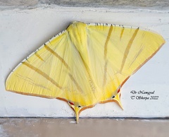 Ourapteryx sciticaudaria