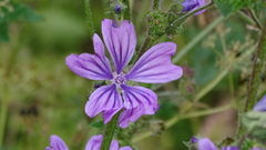 Malva sylvestris