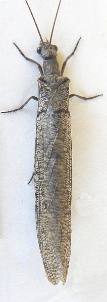 Neohermes filicornis