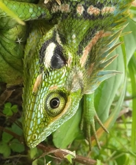 Bronchocela