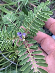 Indigofera pratensis