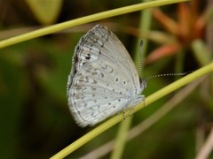 Erina erina erinus