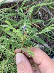 Indigofera pratensis