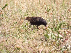 Sturnus vulgaris