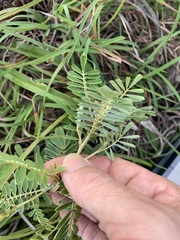 Indigofera pratensis