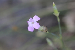 Dianthus caryophyllus