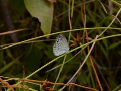 Erina erina erinus
